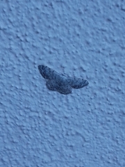 Scopula marginepunctata