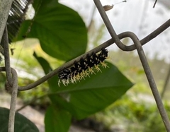 Colobura dirce