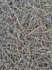 Hakea leucoptera leucoptera