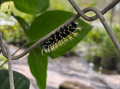 Colobura dirce