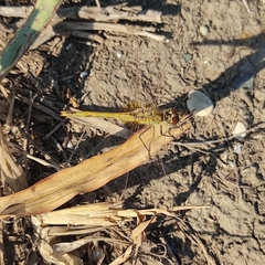 Sympetrum fonscolombii