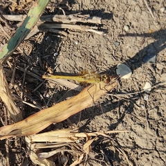 Sympetrum fonscolombii