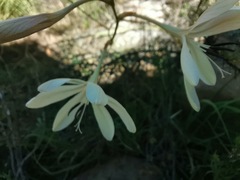 Tritonia pallida