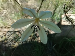 Tritonia pallida