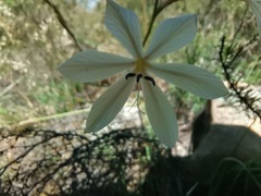 Tritonia pallida