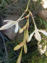 Tritonia pallida