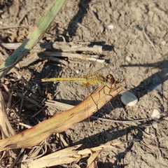 Sympetrum fonscolombii