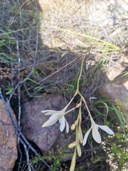 Tritonia pallida