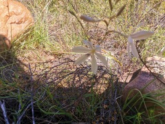 Tritonia pallida