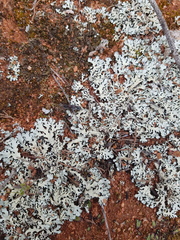 Parmelioideae