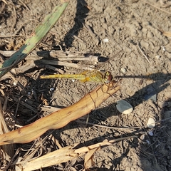 Sympetrum fonscolombii