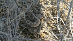 Crotalus cerastes