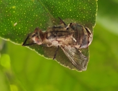 Entomophthora