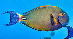 Acanthurus dussumieri