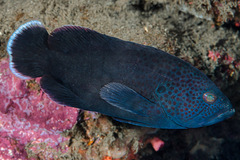 Cephalopholis sonnerati