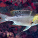 Humpnose Bigeye Bream - Photo (c) François Libert, some rights reserved (CC BY-NC), uploaded by François Libert