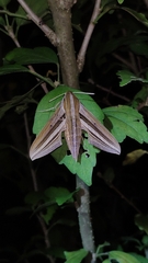 Theretra oldenlandiae