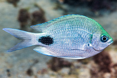Abudefduf sparoides