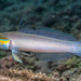 Bluestreak Goby - Photo (c) François Libert, some rights reserved (CC BY-NC), uploaded by François Libert