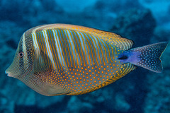 Desjardin's Sailfin Tang photo 1