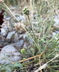 Sanguisorba occidentalis