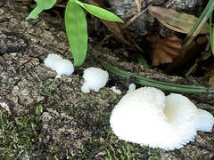 Lycoperdon curtisii