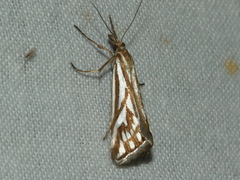 Hednota pleniferellus
