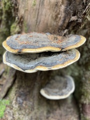 Fomitopsis