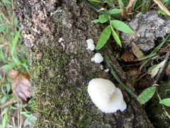 Lycoperdon curtisii