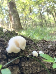 Lycoperdon curtisii