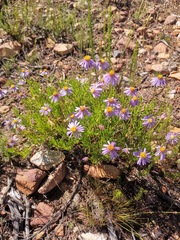 Felicia filifolia