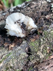 Lycoperdon curtisii