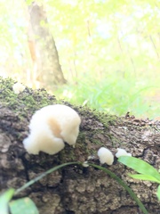 Lycoperdon curtisii