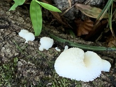 Lycoperdon curtisii