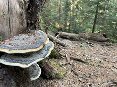 Fomitopsis