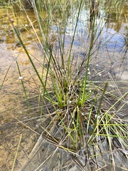 Eleocharis palustris