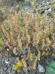 Dracocephalum olchonense