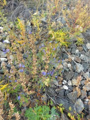 Dracocephalum olchonense