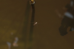 Limnogonus