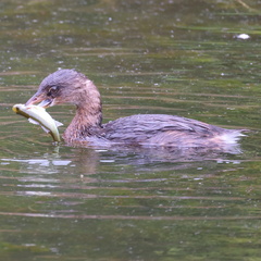 Micropterus salmoides