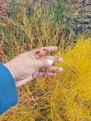 Asparagus burjaticus