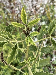 Cullen australasicum