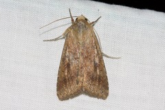 Mythimna convecta
