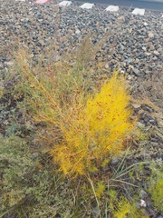 Asparagus burjaticus