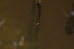 Limnogonus