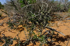 Gloveria integrifolia