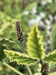 Cullen australasicum