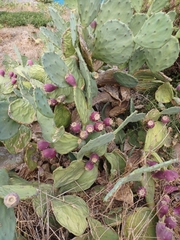 Opuntia orbiculata