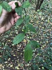 Cotoneaster bullatus