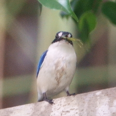 Todiramphus macleayii